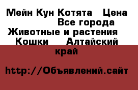 Мейн Кун Котята › Цена ­ 15 000 - Все города Животные и растения » Кошки   . Алтайский край